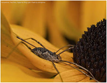 Load image into Gallery viewer, Nikon D800 Dual Macro LED Ring Light/Flash (Applicable for All Nikon Lenses)
