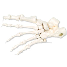 Load image into Gallery viewer, 3B Scientific A30/2L Loose Threaded Human Left Foot Skeleton

