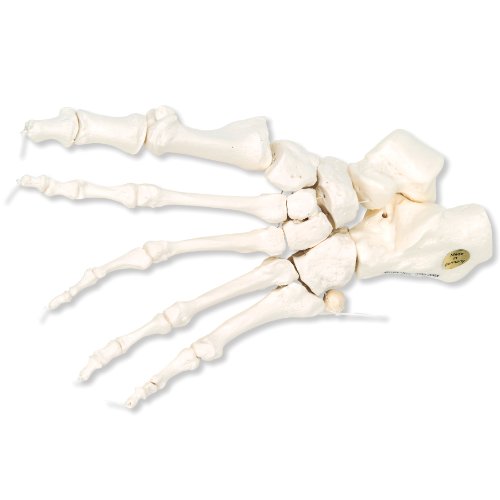 3B Scientific A30/2L Loose Threaded Human Left Foot Skeleton
