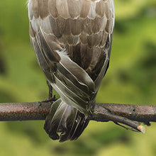 Load image into Gallery viewer, Factory Direct Craft Mixed Feather Artificial Owl for Indoor Decor
