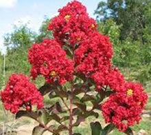 Load image into Gallery viewer, Siren Red Crape Myrtle Trees (4&quot; pots)
